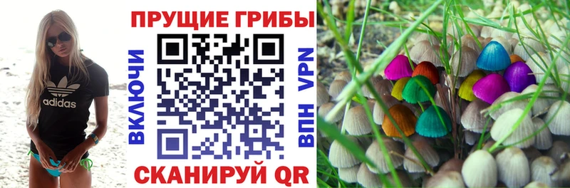 Галлюциногенные грибы Psilocybe  Бавлы 